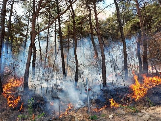 [안산=뉴시스] 경기 안산시 단원구 북망산에서 발생한 화재 현장. (사진=산림청 제공) *재판매 및 DB 금지