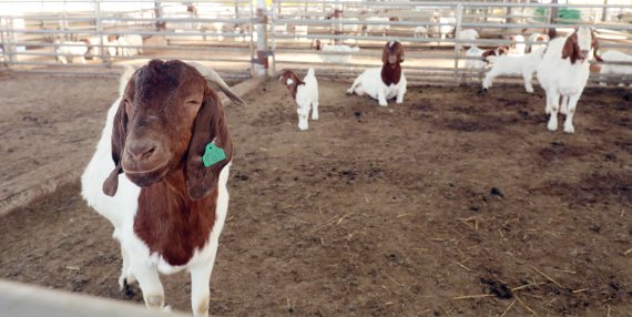 '코보소' 농장에서 보어 염소들이 뛰어 놀고 있다. © News1 유경석 기자