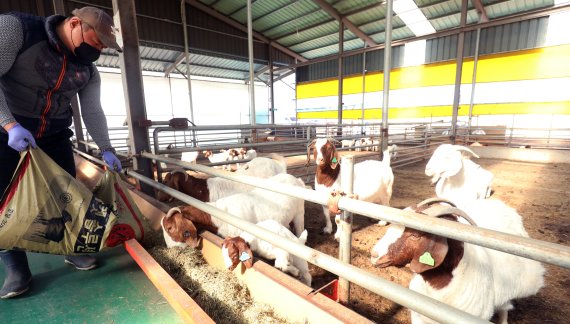 유태길씨가 농장에서 보어 염소에서 먹이를 주고 있다. © News1 유경석 기자