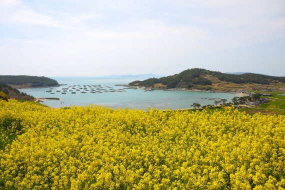 전남도가 4월 관광지로 추천한 완도군 청산도 서편제길.사진=전남도 제공