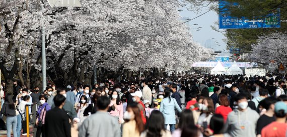 '얼마만이야'...3년만 개방된 벚꽃길에 상춘객 가득