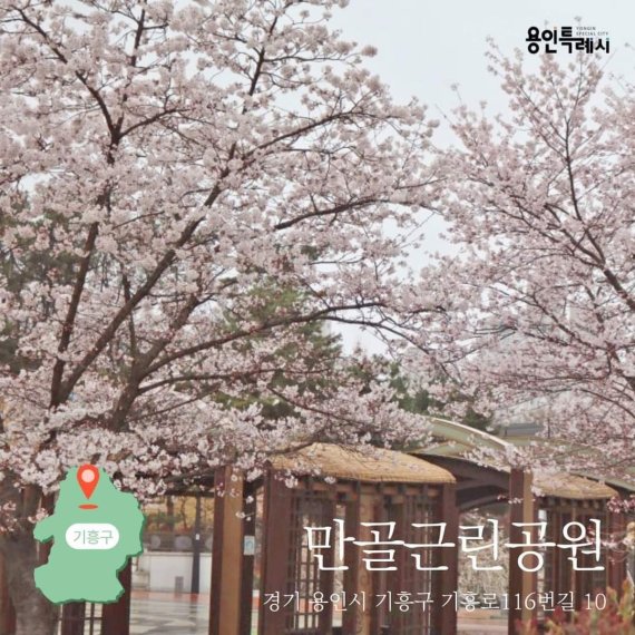 만골 근린공원의 벚꽃.