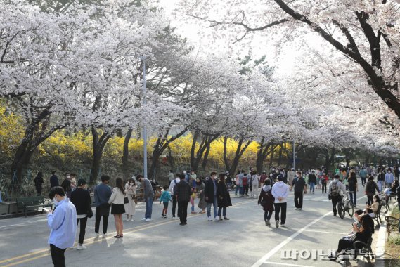 정기환 마사회장 서울경마공원 벚꽃길 로드체킹