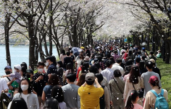 10일 서울 송파구 석촌호수에서 시민들이 흩날리는 꽃잎을 맞으며 벚꽃구경을 하고 있다. 2022.4.10/뉴스1 © News1 장수영 기자