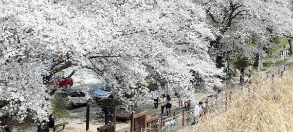 포근한 날씨를 보인 9일 전북 전주시 아중호수를 찾은 시민들이 벚꽃 아래에서 봄 정취를 만끽하고 있다. 2022.4.9/뉴스1 © News1 유경석 기자