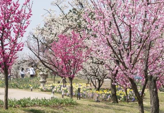 에버랜드 하늘정원길 매화 /사진=삼성물산