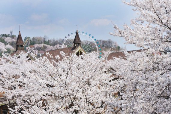 에버랜드 벚꽃 이번 주말이 절정 /사진=삼성물산