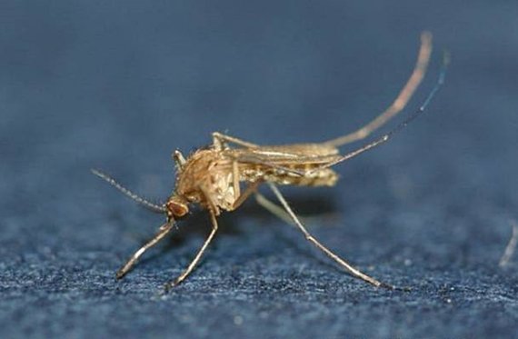 전북서 '작은빨간집모기' 발견…일본 뇌염 주의보