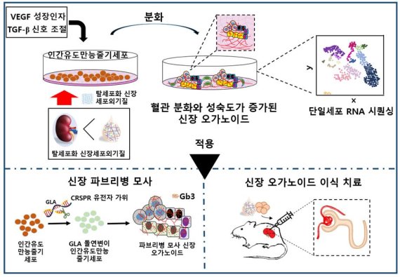 [수원=뉴시스] 신장 오가노이드 고도분화과정 및 적용 과정. 2022.04.11. (사진=성빈센트병원 제공) *재판매 및 DB 금지