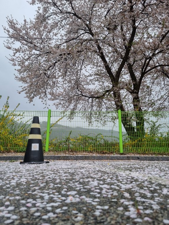 야속한 봄비에 우수수... 이른 '벚꽃엔딩'에 시민들의 반응
