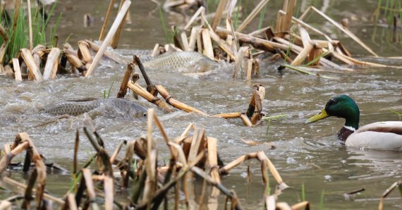 [네모이야기]봄을 알리는 잉어의 산란