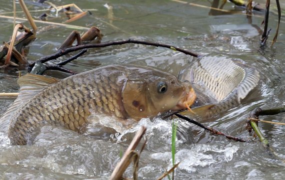 [네모이야기]봄을 알리는 잉어의 산란