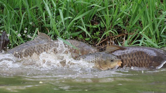[네모이야기]봄을 알리는 잉어의 산란