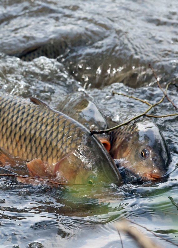 [네모이야기]봄을 알리는 잉어의 산란