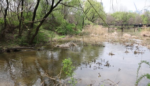[네모이야기]봄을 알리는 잉어의 산란