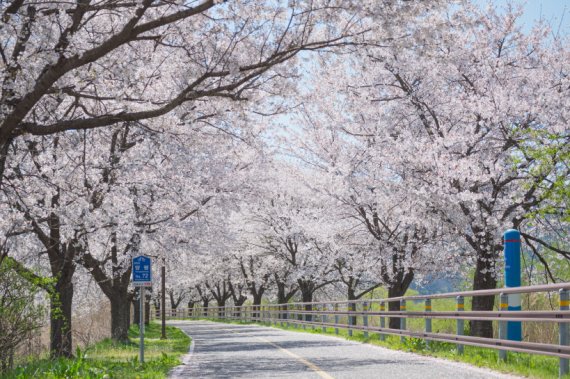 매년 갈산누리봄 축제가 열리는 경기 양평군 갈산공원 산책로. (사진= 양평군 제공)