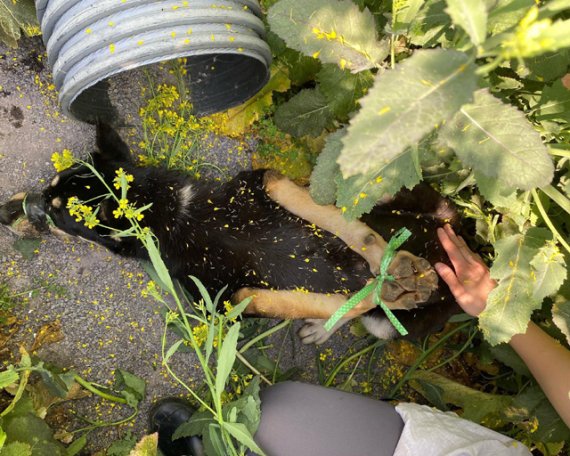 제주 유채꽃밭에서 처참한 모습으로 발견된 강아지... 누리꾼 '분노'