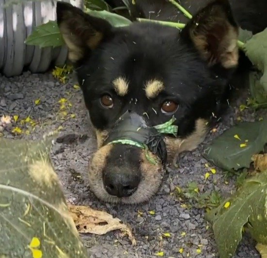 제주도에서 한 강아지가 노끈과 테이프로 입이 묶인 채 발견됐다. (인스타그램 갈무리) © 뉴스1