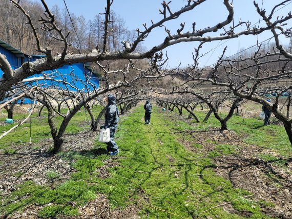 [보은=뉴시스] 충북 보은군 농업기술센터 직원들이 14일 충북농업기술원과 지역 내 과수화상병 합동예찰을 하고 있다. (사진=보은군 제공) 2022.04.14. photo@newsis.com