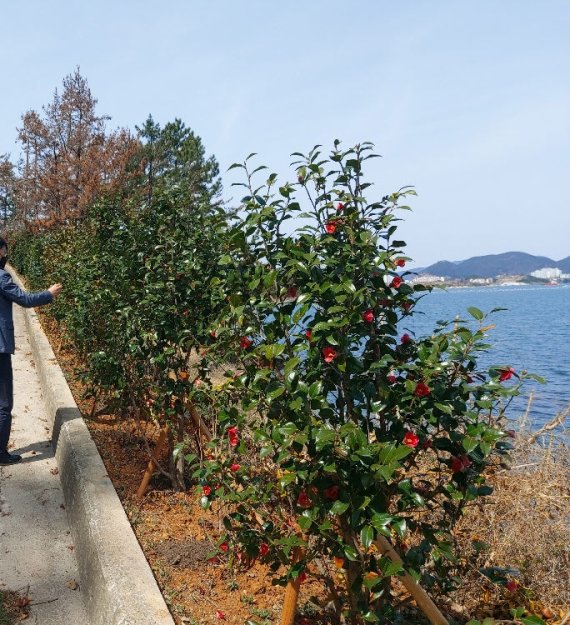 [거제=뉴시스] 신정철 기자= 경남 거제시는 지난 2019년 '찾아가고 싶은 섬'으로 선정된 둔덕면 화도(花島)에 대해 화도 분교 펜션 리모델링을 시작으로 ‘붉은빛 섬꽃마을 화도 둘레길 조성공사’를 최근 마무리하는 등 거제의 새로운 관광 섬으로 조성했다.사진은 화도 동백길 모습. (사진=거제시 제공).2022.04.15. photo@newsis.com