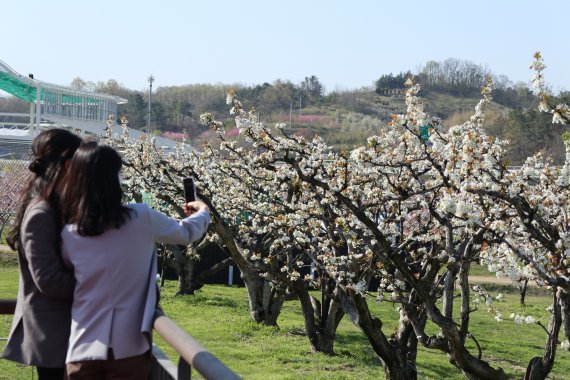 충북 영동군의 과일나라테마공원 안 100년 배나무.(영동군 제공(© 뉴스1