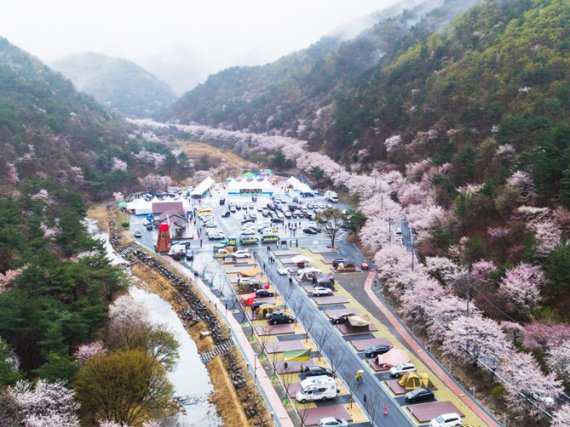 충남 금산 일대의 벚꽃. *재판매 및 DB 금지