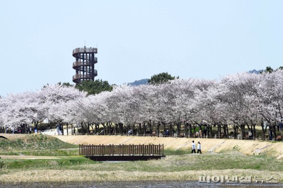 시흥 갯골생태공원 벚꽃. 사진제공=시흥시