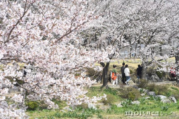 시흥 갯골생태공원 벚꽃 만개…상춘객 ‘밀물’