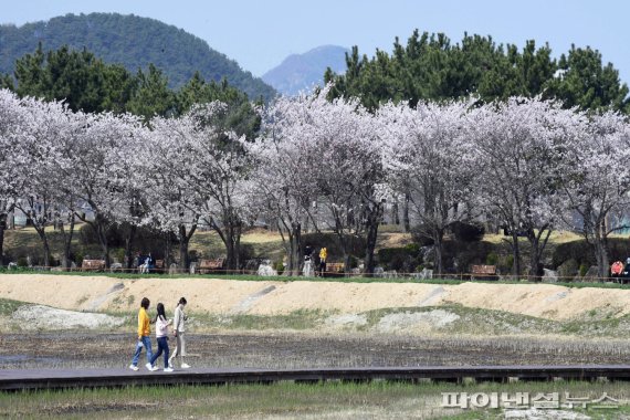 시흥 갯골생태공원 벚꽃 만개…상춘객 ‘밀물’