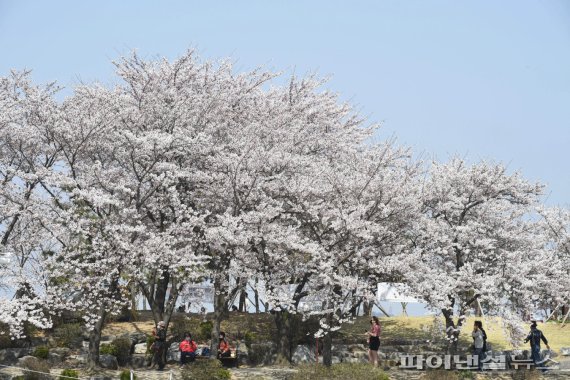 시흥 갯골생태공원 벚꽃. 사진제공=시흥시