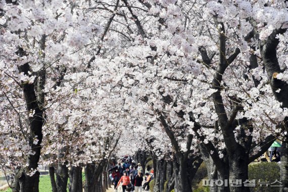 시흥 갯골생태공원 벚꽃 만개…상춘객 ‘밀물’