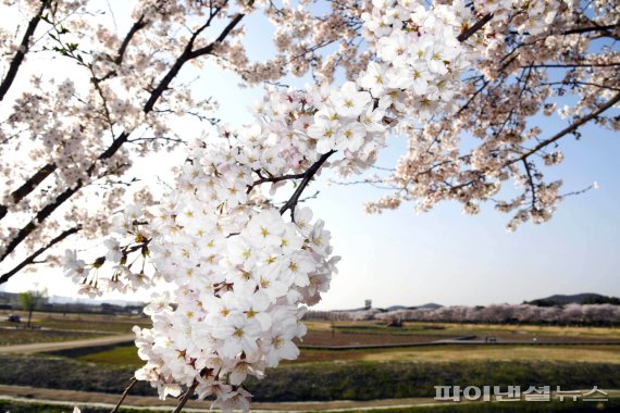 시흥 갯골생태공원 벚꽃. 사진제공=시흥시