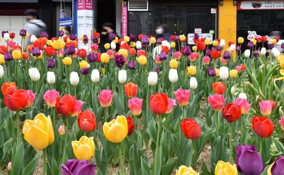 [대구=뉴시스] 이무열 기자 = 14일 오전 대구 중구 반월당 대중교통전용지구에 꽃망울을 터트린 튤립이 눈길을 끈다. 2022.04.14. lmy@newsis.com