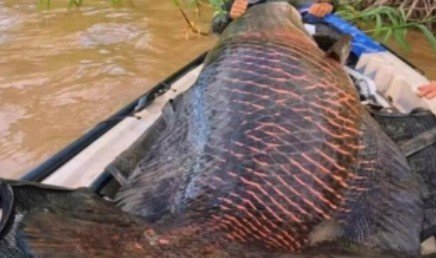 강에서 잡힌 길이 2m·무게 130kg 물고기의 정체