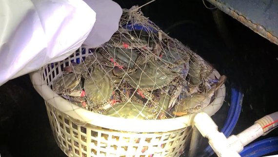 중부지방해양경찰청 서해5도특별경비단이 18일 오전 1시쯤 인천시 옹진군 백령도 부근에서 불법조업을 한 중국어선 1척을 나포했다. 해경이 나포된 어선에서 꽃게를 압수하고 있다. (서해5도특별경비단 제공)2022.4.18/뉴스1 © News1 정진욱 기자