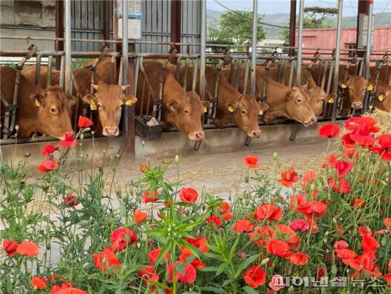 경기도 깨끗한 축산농장 지정농장. 사진제공=경기북부청