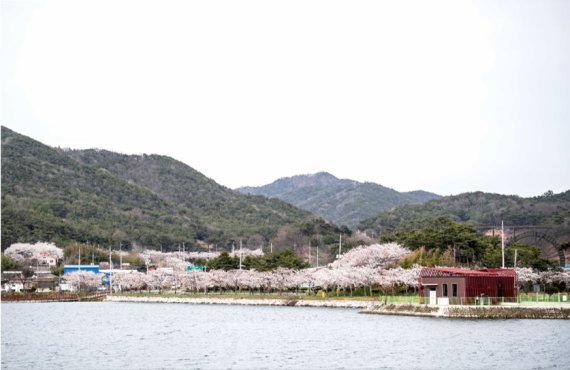 [불갑수변공원 일대 벚꽃, 출처=영광군청]*본문 내용과는 관계 없음