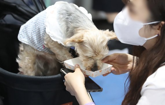 6·1지방선거에 나선 제주지역 후보들이 잇따라 '동물복지' 공약을 발표하고 있다. 서울 강남구 세텍(SETEC)에서 열린 '케이펫페어 서울 2022' 한 관람객이 반려동물에게 사료를 주고 있다. 2022.4.10/뉴스1 © News1 임세영 기자