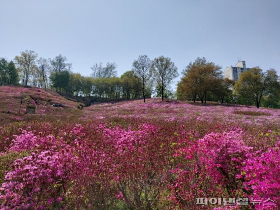 화사한 자태를 뽐내고 있는 군포 철쭉동산 철쭉. 사진제공=군포시