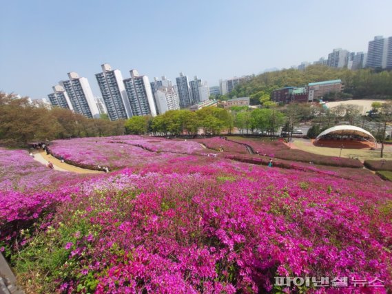 화사한 자태를 뽐내고 있는 군포 철쭉동산 철쭉. 사진제공=군포시