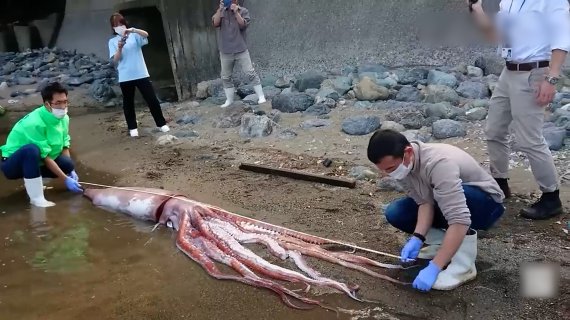 일본에서 길이 3m 대왕오징어 발견, 대지진 전조?