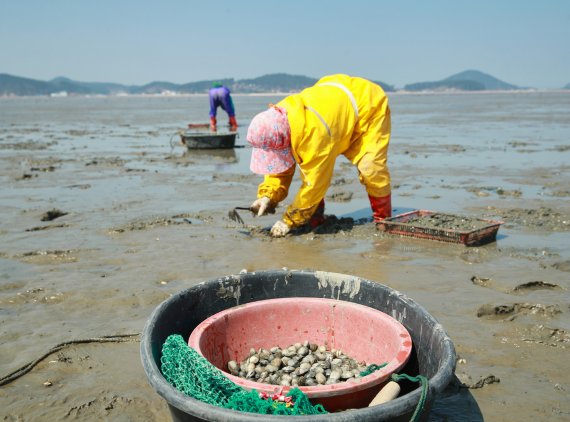 지난 20일 충남 태안군 소원면 신덕리 갯벌에서 어민들이 게르마늄 바지락을 채취하는 모습.