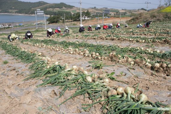 고흥산 햇양파 출하. 고흥군 제공 *재판매 및 DB 금지