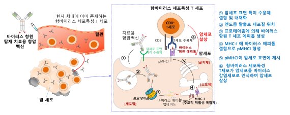 아주대 연구팀, 암 환자 항바이러스 면역 세포 활용 '항암 백신 기술 개발'