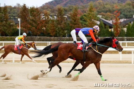 [경마] ‘중장거리 최강자’ 서울-부경 경주마, 어디로?