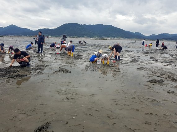 갯벌이 아름다운 전북 고창군 심원면 하전마을에서 바지락 축제가 열린다. 2019년 개최된 고창 바지락 축제에서 관광객들이 바지락을 캐고 있다.(고창군 제공)© 뉴스1