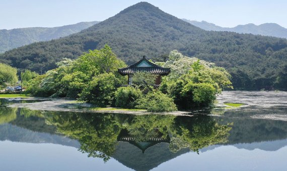 위양지 이팝나무. 2022.04.29. (사진=밀양시청 홈페이지) photo@newsis.com *재판매 및 DB 금지