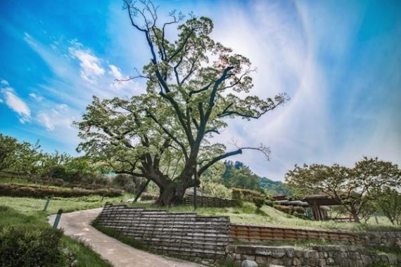 천연기념물로 지정된 김해 천곡리 이팝나무. 2022.04.29. (사진=김해시청 홈페이지) photo@newsis.com *재판매 및 DB 금지