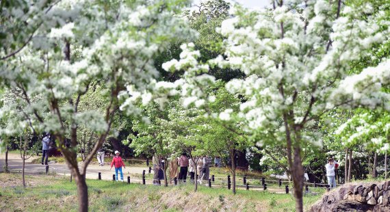 [대구=뉴시스] 이무열 기자 = 27일 오후 대구 달성군 옥포읍 교항리 이팝나무 군락지에 꽃이 활짝 피어 있다. 2022.04.27. lmy@newsis.com