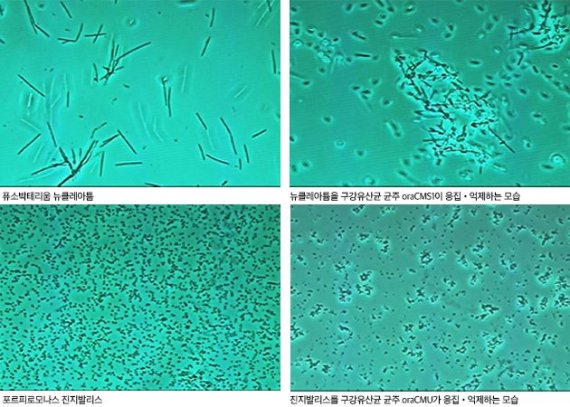 유해균을 구강유산균 균주가 억제하는 모습. 오라팜 제공.